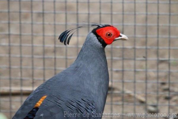 Siamese crested fireback