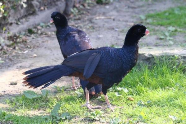 Crestless curassow