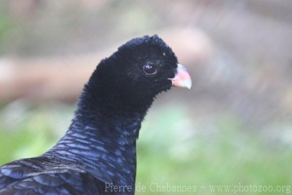 Crestless curassow