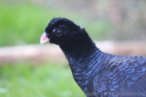 Crestless curassow