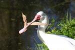 African spoonbill