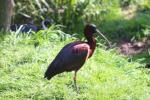 Glossy ibis