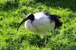 African sacred ibis