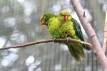 Olive-headed lorikeet