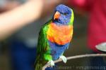 Rainbow lorikeet