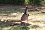 Swamp wallaby