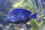 Blue tang surgeonfish