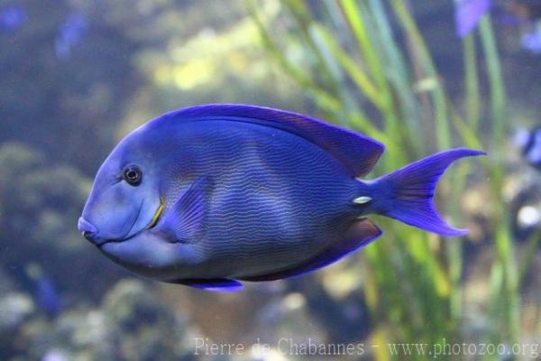 Blue tang surgeonfish