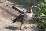 Hawaiian goose