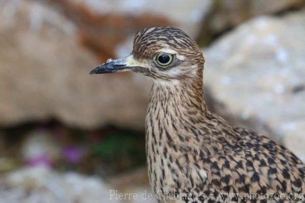 Spotted thick-knee