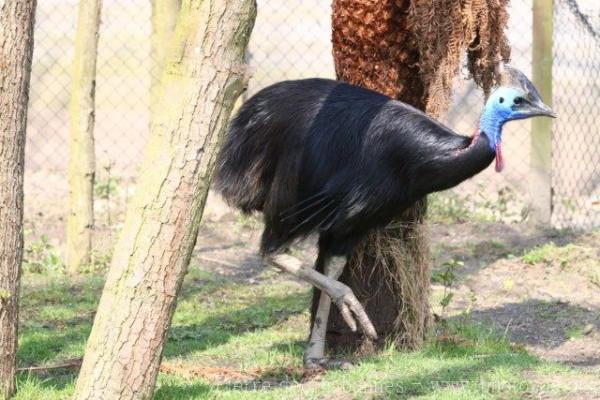 Southern cassowary