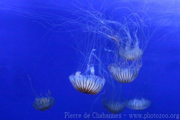 Japanese sea-nettle