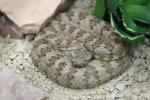 Southwestern speckled rattlesnake