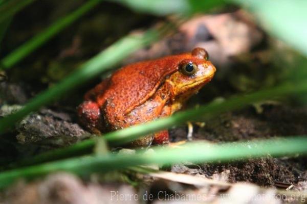 Sambava tomato frog