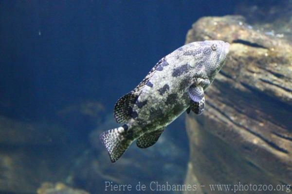 Brown-marbled grouper