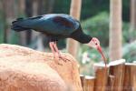 Southern bald ibis