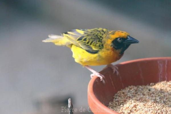 Speke's weaver