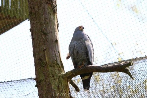 African harrier-hawk