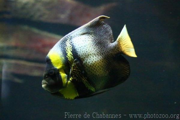 Cortez angelfish