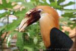 Papuan hornbill