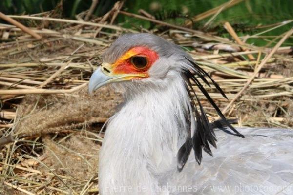 Secretarybird