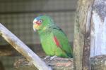 White-fronted amazon