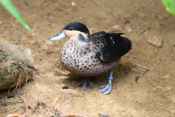 Hottentot teal