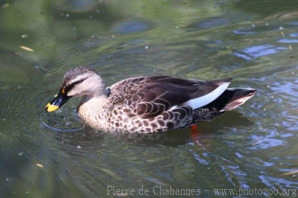 Indian spot-billed duck