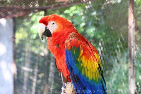 Scarlet macaw