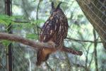 Eurasian eagle-owl