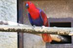 Eclectus parrot