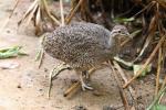 Elegant crested tinamou