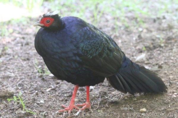 Edward's pheasant