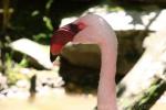 Lesser flamingo