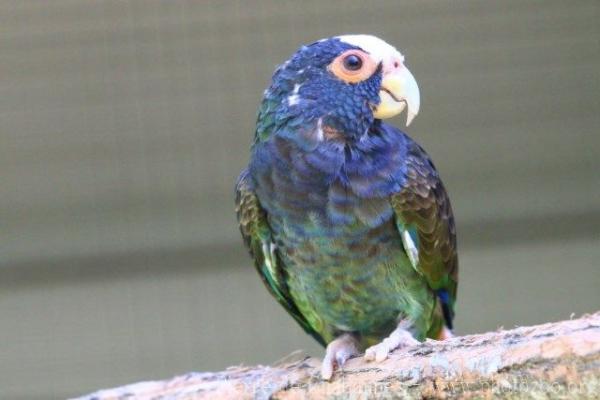 White-crowned parrot