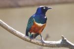 Superb starling