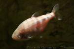 Blind cave tetra