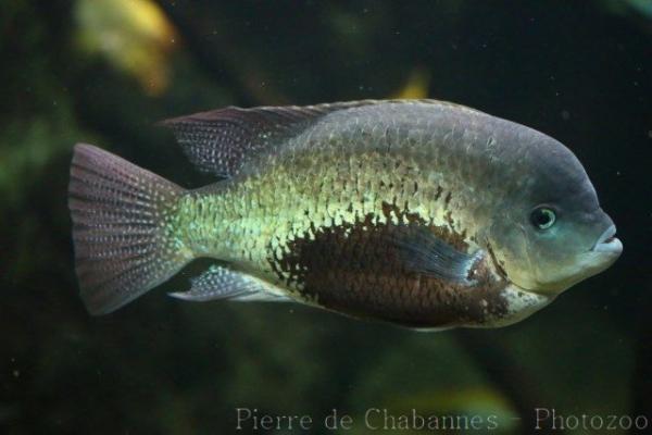 Pantano cichlid