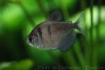 Black tetra