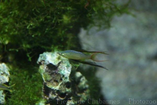 Threadfin rainbowfish