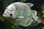 Giant gourami