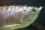 Silver arowana