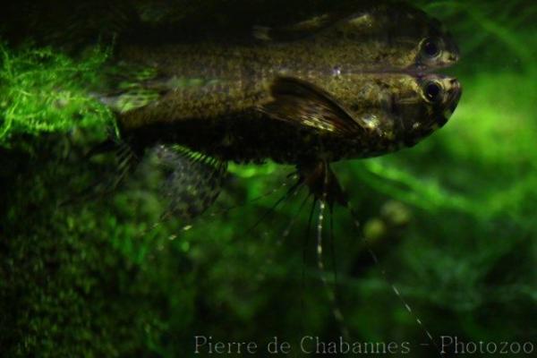 Freshwater butterflyfish