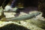 Shortfin bichir