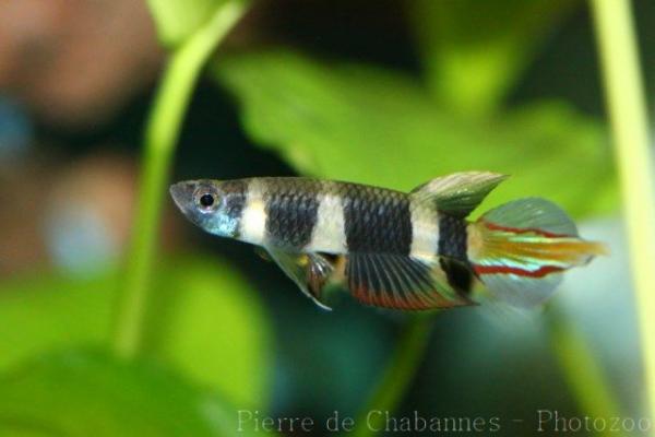 Banded panchax