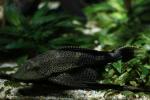 Leopard pleco