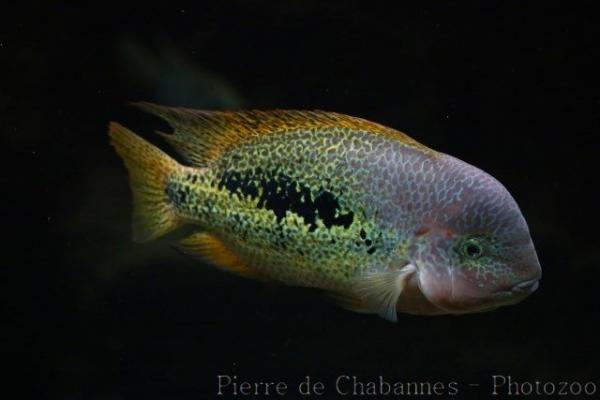 Twoband cichlid