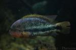 Fenestratus cichlid