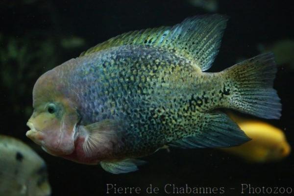 Redhead cichlid