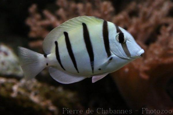 Convict surgeonfish